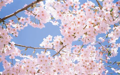 Japanese Cherry Blossom Desktop Wallpapers Top Free