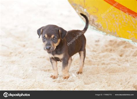 Wuffguard is the car seat designed to absorb up to 2,000lbs of force. Dog-puppy waiting for mummy, Sri Lanka — Stock Photo ...