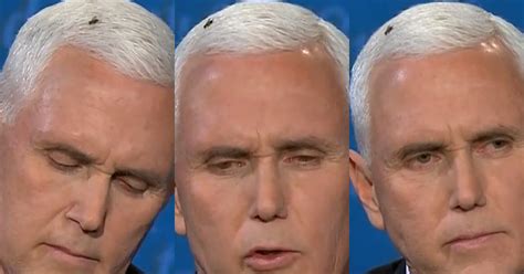 fly lands on mike pence s head and stays during vp debate