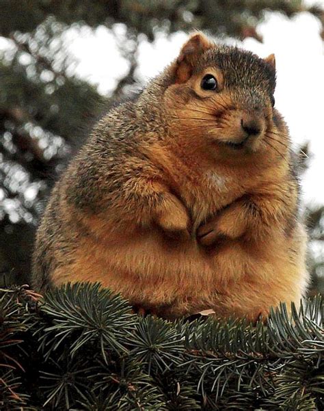 Twinkledreams Overweight Squirrel