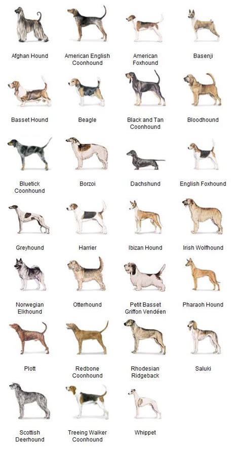 Akc Breeds By Group Hound Dogs 2 Of 7 Akc Dog Breeds Hound Dog