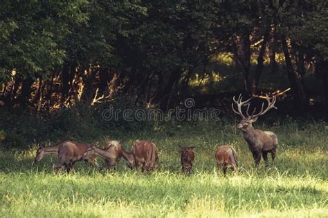 Red Deer In Mating Season Stock Photo Image Of Animal 129897406