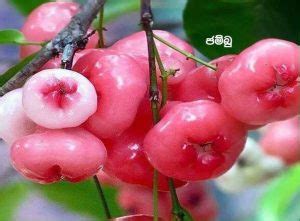 Jambu fruit jambu fruit have numerous names, such as wax apple, java apple, rose apple, jumrool and so on. Jambu fruit - Syzygium samarangense | Back to Nature