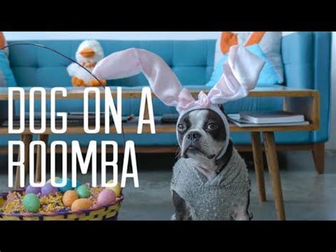 Here is a photo of a boston terrier named basil. Adorable Boston Terrier Dressed as the Easter Bunny Rides ...