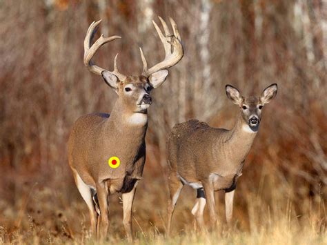 Ideal Shot Placement For Crossbow Hunting Whitetails Tenpoint