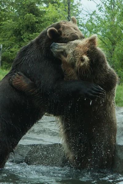 Two Grizzly Brown Bears Fight Stock Photo By ©coffee999 43067021