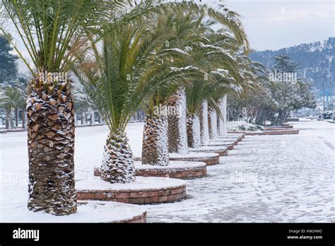 Leavs Of Palm Trees Covered With Snow Stock Photo Alamy