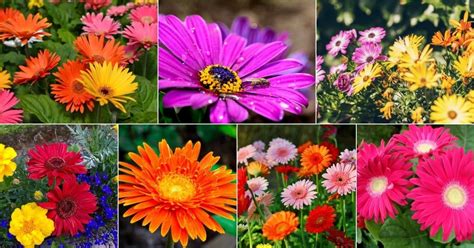A Comprehensive Guide To Growing And Caring For Gerbera Daisies Tips