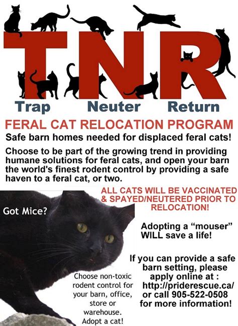 A feral cat is a descendant of a domesticated cat that has returned to the wild. Cat for adoption - Feral Cat Relocation, a Calico ...