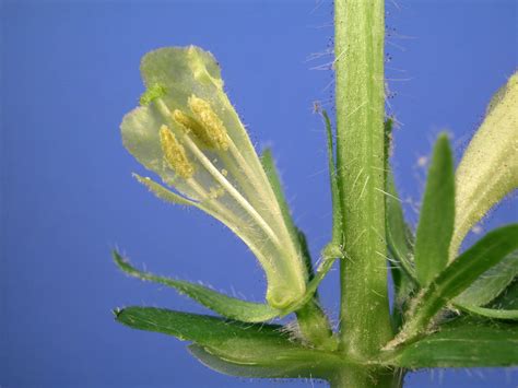 Triosteum Angustifolium Caprifoliaceae