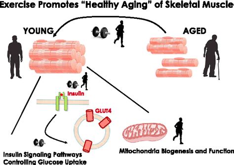 Exercise Promotes Healthy Aging Of Skeletal Muscle Semantic Scholar