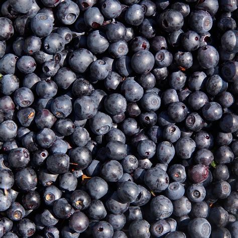 Blueberry Wild Berry Free Photo On Pixabay