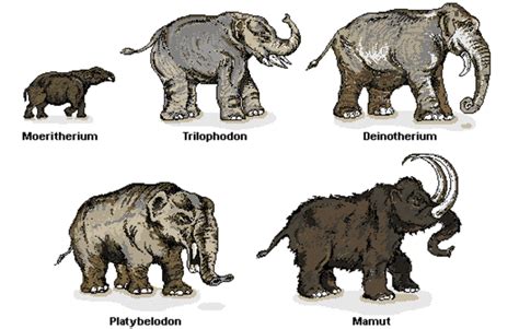 La Evolucion De El Elefante Timeline Timetoast Timelines
