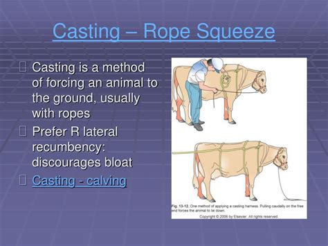 Ppt Ruminant Restraint Powerpoint Presentation Free Download Id