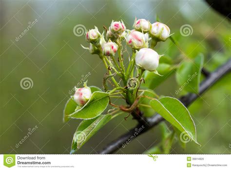 Pear (pyrus communis) is a fruit tree that is part of the rosaceae family. Buds Of Fruit Tree Stock Photo - Image: 39914920