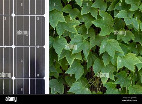 Solar Photovoltaic Black Panel Leaning On A Green Plant Leaf Background
