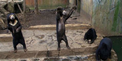 Skeletal Sun Bears In Indonesia Zoo Spark Outrage Huffpost Sustainability