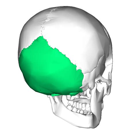A Nod To The Occipital Bone And Your Health Body Wisdom Craniosacral