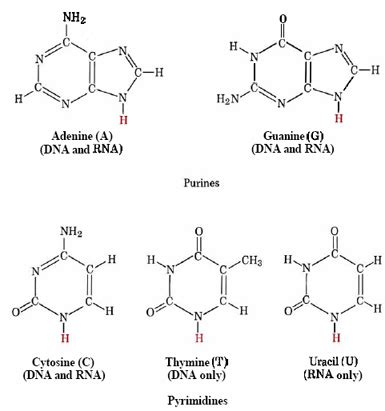 Nucleic Acid Structure Biochemistry Medbullets Step 1