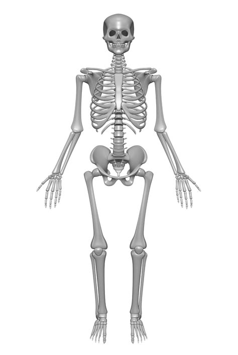 Squelette Humain Os Crâne Image Gratuite Sur Pixabay Pixabay