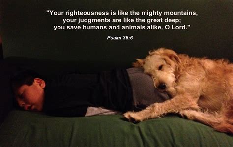Bible Verses About Pets Going To Heaven Pets Retro