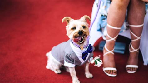 Couples Dog Served As Ring Bearer For Their Wedding Ceremony Youtube