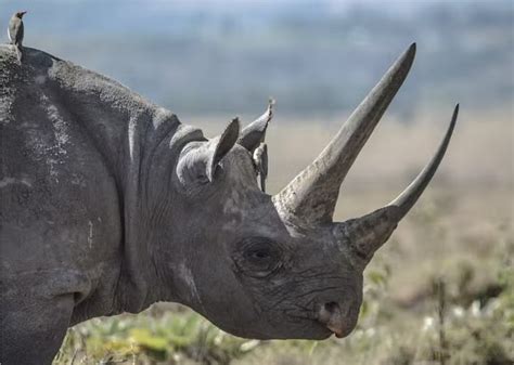 Poaching Horn Trade Declining But Rhinos Still Threatened Rhino Review