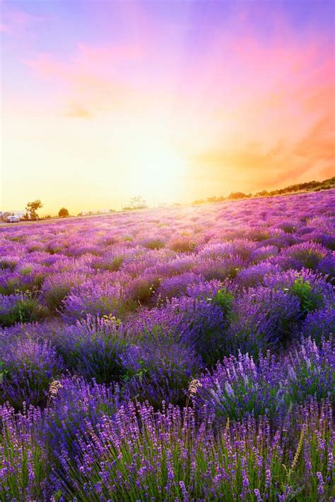Sunset Over A Summer Lavender Field In Tihany Hungary Stock Photo