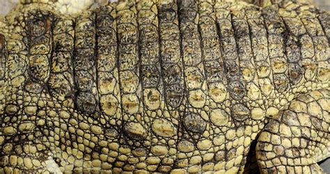 Real Crocodile Skin Stock Image Colourbox