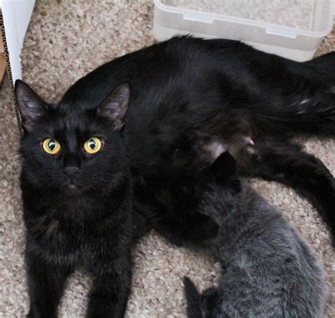 7 Kittens Born With Fever Coat Their True Colors Begin To Show As
