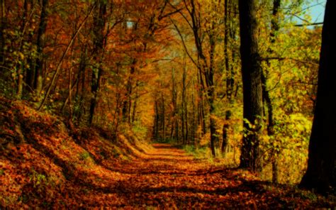 Autumn Forest Landscape Wallpaper Free Desktop Wallpapers For