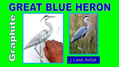 How To Draw A Great Blue Heron Drawing Tutorial Youtube