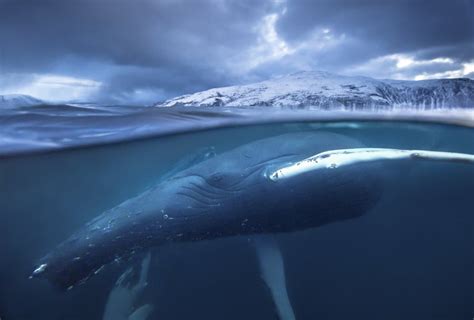 A Humpback Whale In The Fjords Of The Atlantic Ocean In Northern Norway