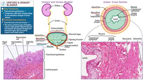 Ureter Histology Labeled