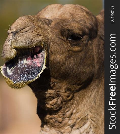 Camel Lips Free Stock Images And Photos 1752469