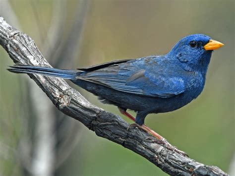 Blue Finch Bird