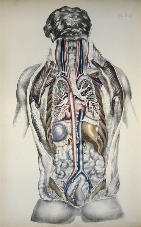 Human Body Organs Diagram Back View Male Anatomy Diagram Back View