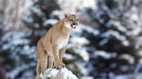 Mountain Lion Facts History Useful Information And Amazing Pictures