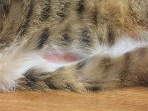 Bald Patch On Cat Tummy Thecatsite