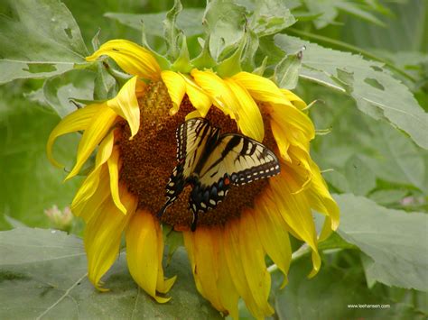 Computer Wallpaper Photo Butterfly On Sunflower