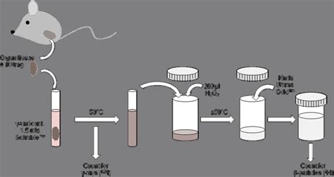 Schematic Showing The Processes Involved In Tissue Processing To Detect