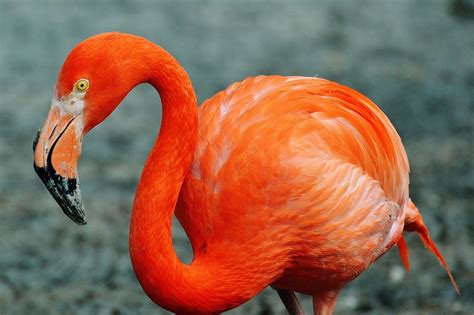 Flamingo Bird Colorful Tierpark · Free Photo On Pixabay