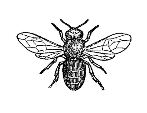 Insects In Black In White Clipart Best
