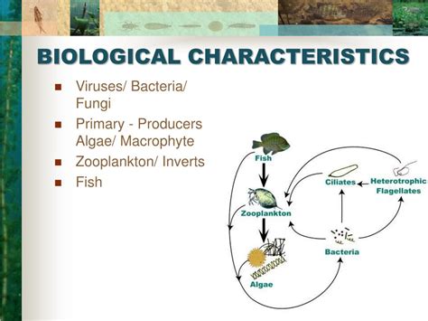 Ppt Limnology 101 Powerpoint Presentation Free Download Id5772