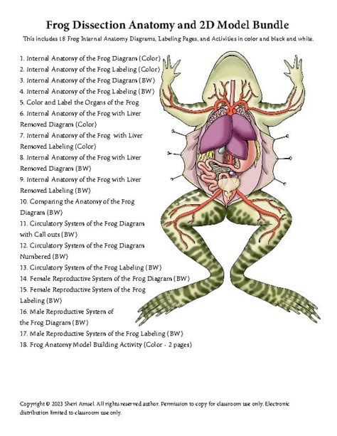 Frog Dissection Drawing