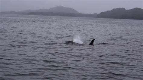 Whale Watchingorcas In British Columbia Youtube