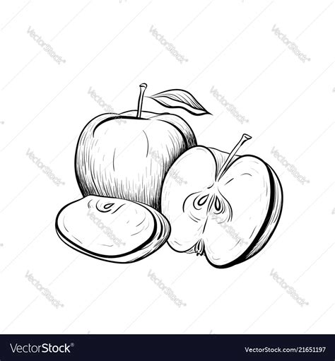 Black And White Engraved Of Apples Royalty Free Vector Image