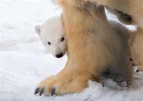Pictures First Glimpse Of Polar Bear Cub At Highland Wildlife Park