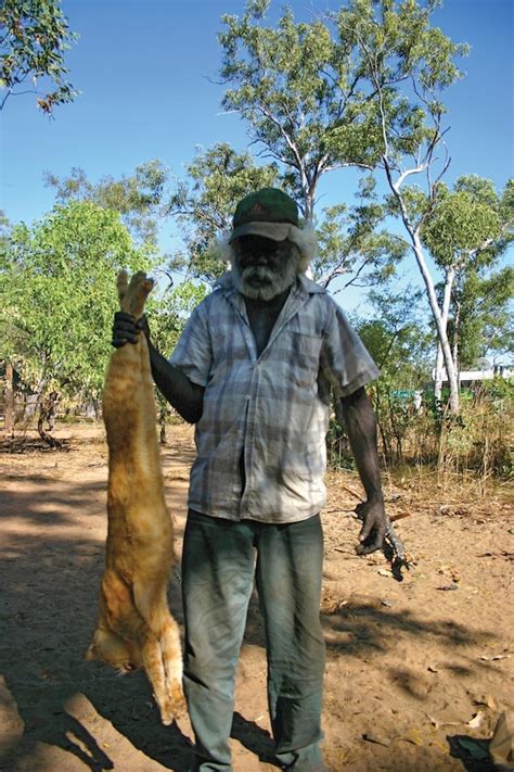 Australia Has Been Invaded By Giant Feral Cats Grist