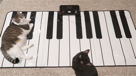 Cats Learn How To Play The Piano Youtube